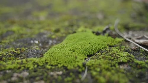 Vibrant Green Moss Texture Detail