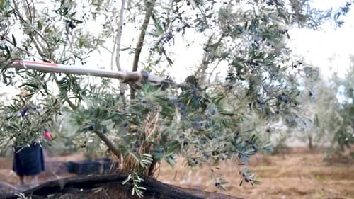 Olive Harvesting with Mechanical Vibrator in Orchard