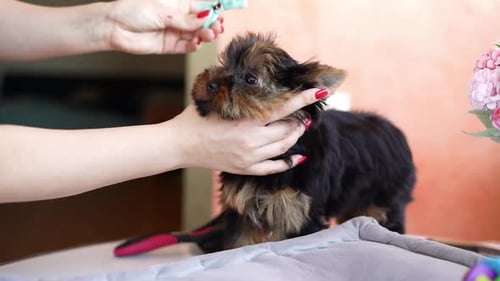 Bow Placed on Small, Adorable Yorkshire Terrier Puppy