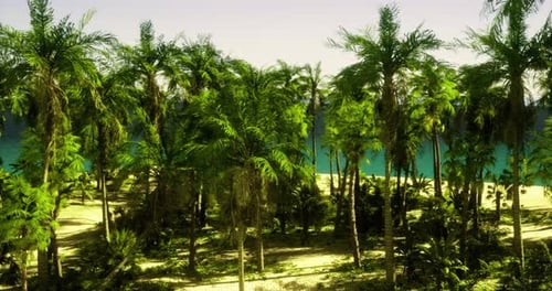 Realistic 3D Fly Through Tropical Palm Trees Beach
