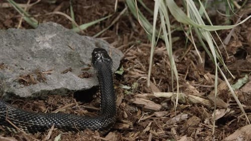 Black Snake Raises Head in Natural Habitat