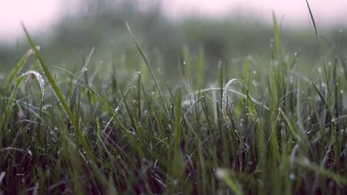 Das Gras nach dem Regen. Der Fokus wechselt von nah nach fern und zeigt eine grüne Grasfläche. Super langsam