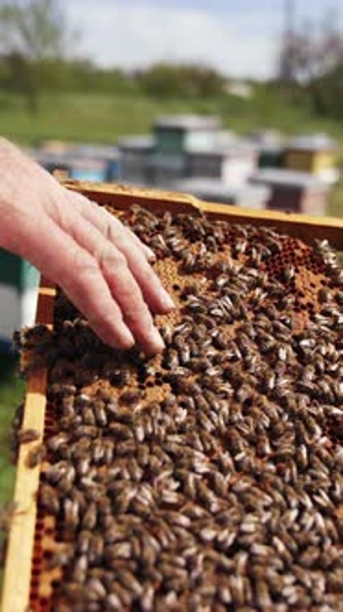 Beekeeper Inspecting Bees and Honeycomb Frame Outdoors