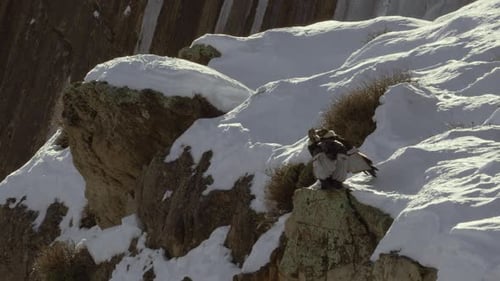 Majestic Andean condor perched on snowy mountain rocks