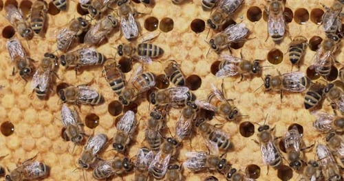 Honey Bees working on honeycomb close-up shot. Bees are best known to humans for their ecological