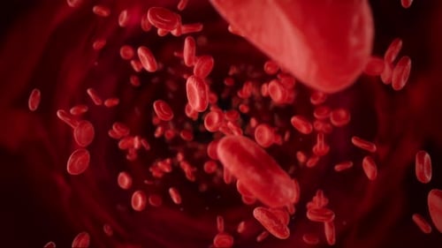Blood Cells In Artery Loop
