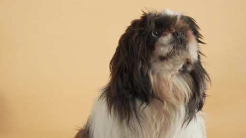 Shih Tzu Hund schaut gespannt nach oben in der Hoffnung, Nahrung zu bekommen - Portraitaufnahme