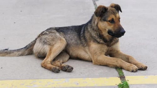 Ein obdachloser, verirrter, zotteliger Schäferhund sitzt auf der Straße und schaut sich um, Schutz für Obdachlose