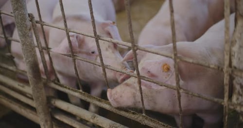 Swine Pigs Husbandry Modern Pig Farm Livestock Farm Pork Production