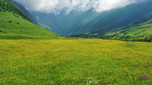 Rolling Green Valley of Yellow Flowers Beneath Snowy Mountains
