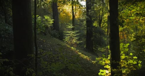 View On Foliar Forest Summer Sunny Day Beautiful Landscape Green Colors Summer Deciduous Forest