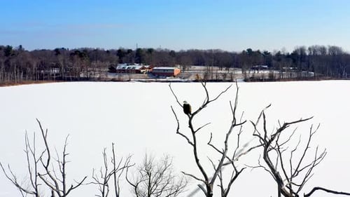 A Bald Eagle Overlooks Snowy Lake in Serene Winter Setting