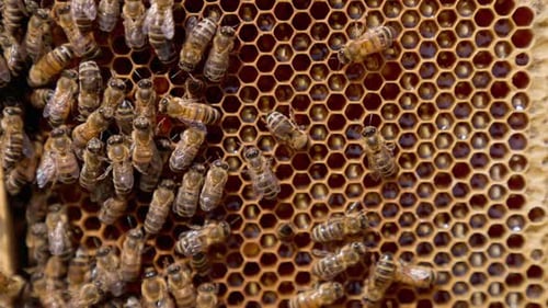 Auf den Waben kriechen fleißige Honiginsekten. Bienen versiegeln die mit Honig gefüllten Zellen mit Wachs.