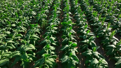 Aerial flight above tobacco plants. Green leaves fill rows.