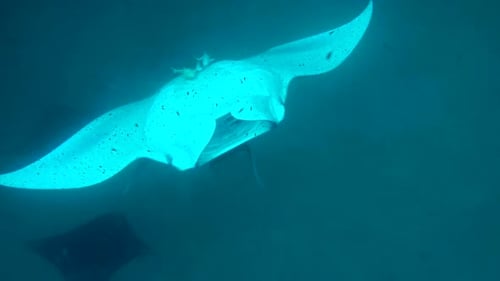 Group of Manta Rays Swimming Underwater in the Maldives