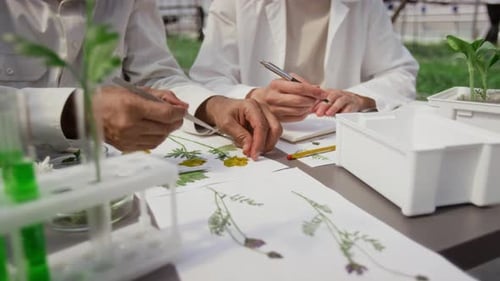 Senior Botanist Discussing Dried Plant Specimen with Colleague in Greenhouse