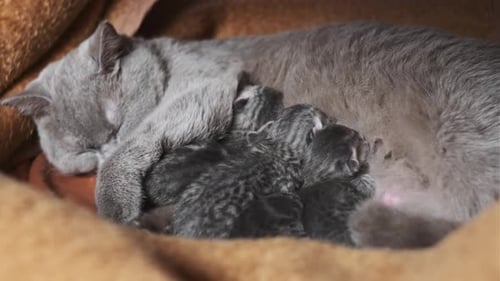 Domestic Purebred Scottish Strike Cat Feeding Newborn Kittens
