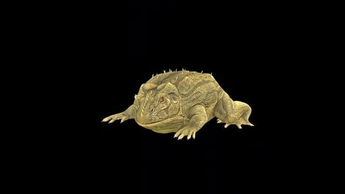 Toad Torpid In