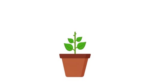 Plant In A Pot