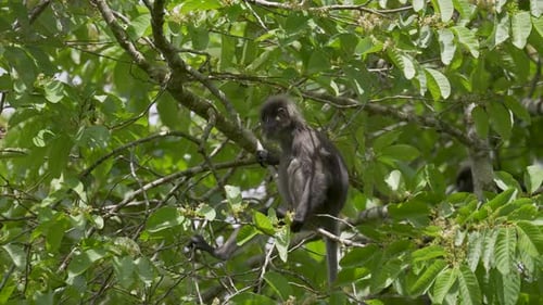 Dusky leaf monkey (Trachypithecus obscurus) feeding and sitting on tree branch. Spectacled langur pl