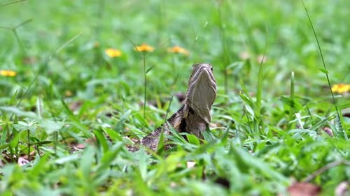 dragon lizard, far North Queensland Australia.