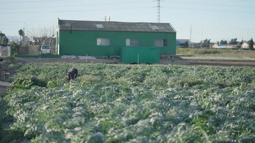Agricultor trabalhando em uma plantação no campo ao lado de uma grande casa verde