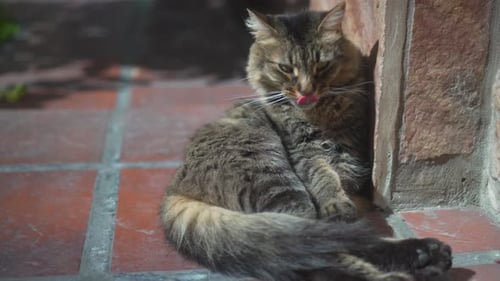 chat faisant du vélo au soleil