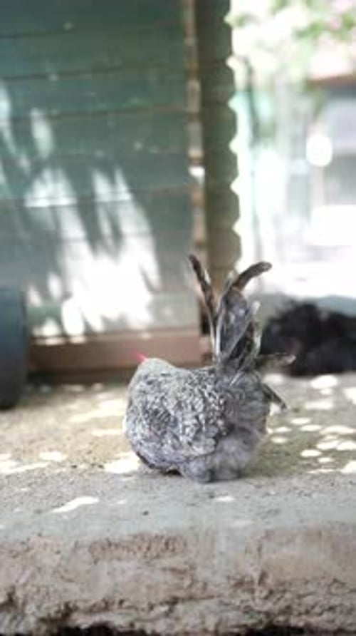 Chicken Resting Peacefully in Shade