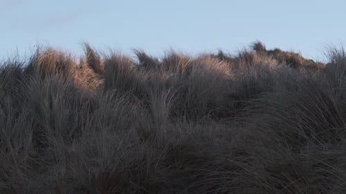 Coastal Grass Blowing in Wind on Sandy Dune