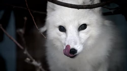 Endangered Arctic Fox Captured in Slow Motion During Morning Snowfall in National Park Reserve