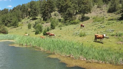 Vue aérienne d'un troupeau de vaches paissant au bord du lac