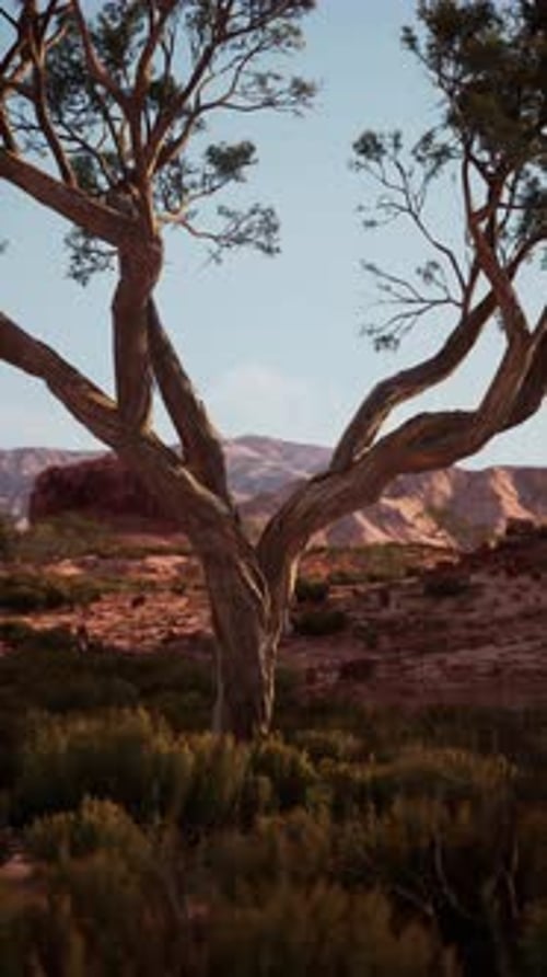 Lone Tree in Nevada Desert With Mountain Backdrop