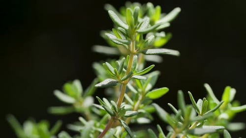A beautiful thyme plant moves in the wind during a macro shot. The sun shines on the blurred backgro