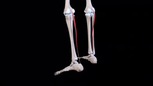Anatomie der menschlichen Beinmuskulatur, die Kniebeugung und -streckung in Bewegung zeigt