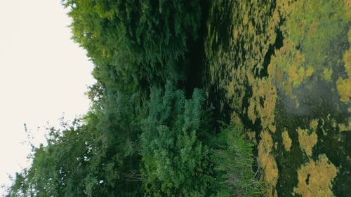 Alter Waldsee