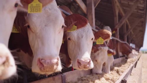 Cows feeding from a trough inside a farm barn, looking toward the camera.