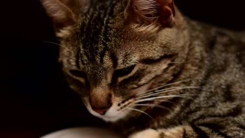 Portrait of a European Shorthair cat, close shot against a dark background.