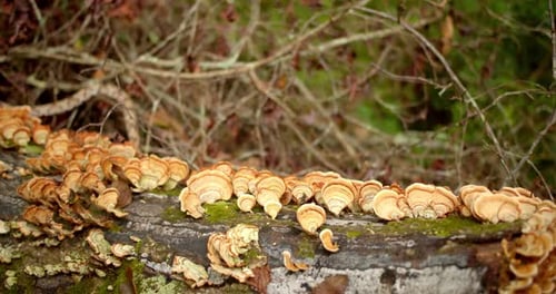 Hongos de estante: los hongos de soporte florecen en los árboles del bosque de Carolina del Sur