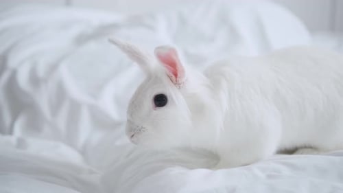 White Rabbit Relaxing on Cozy Bedding