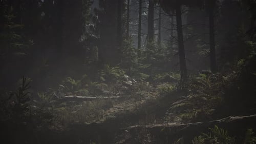 Pine and Spruce Tree Forest
