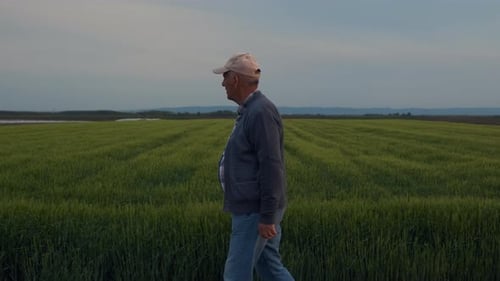 Senior farmer walking in barley field examining crop.