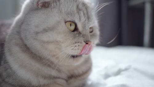 Vollblütige britische schottische Faltkatze leckt sich die Zunge Hungrige Hauskatze wartet auf Futter