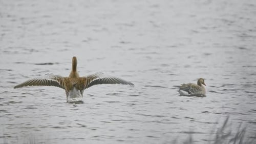 L'oie cendrée à Groenzoom, aux Pays-Bas, montre des ailes alors qu'elle bat des ailes au ralenti et remue la queue