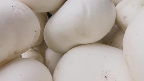 slide champignon mushrooms on a black background. Probe lens dolly shot. Organic food concept. The c