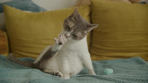 Cat Grooming Itself on Blue Blanket