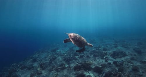 Marine Life Sea Turtle Glides in Blue Ocean Turtle Swims Underwater in Crystal Sea