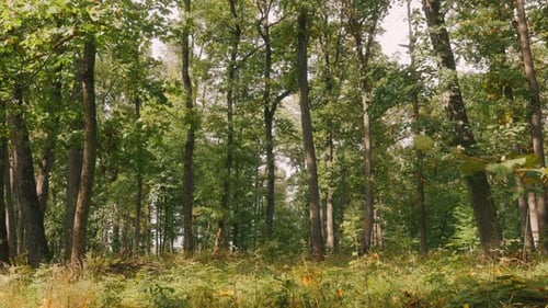 Forest with a Lot of Trees and a Few Leaves on the Ground