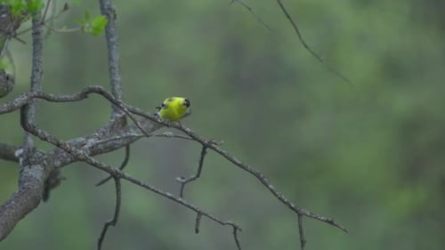 Closeup Of A Beautiful American Gold Finch Bird Perched On A Small Branch