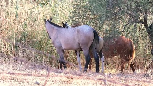 Pferde weiden in der Sommersonne auf trockener Vegetation im ländlichen Andalusien, Spanien