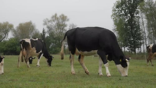 Herd Holstein dairy cows graze in the field. Cattle are grazing in the pasture.